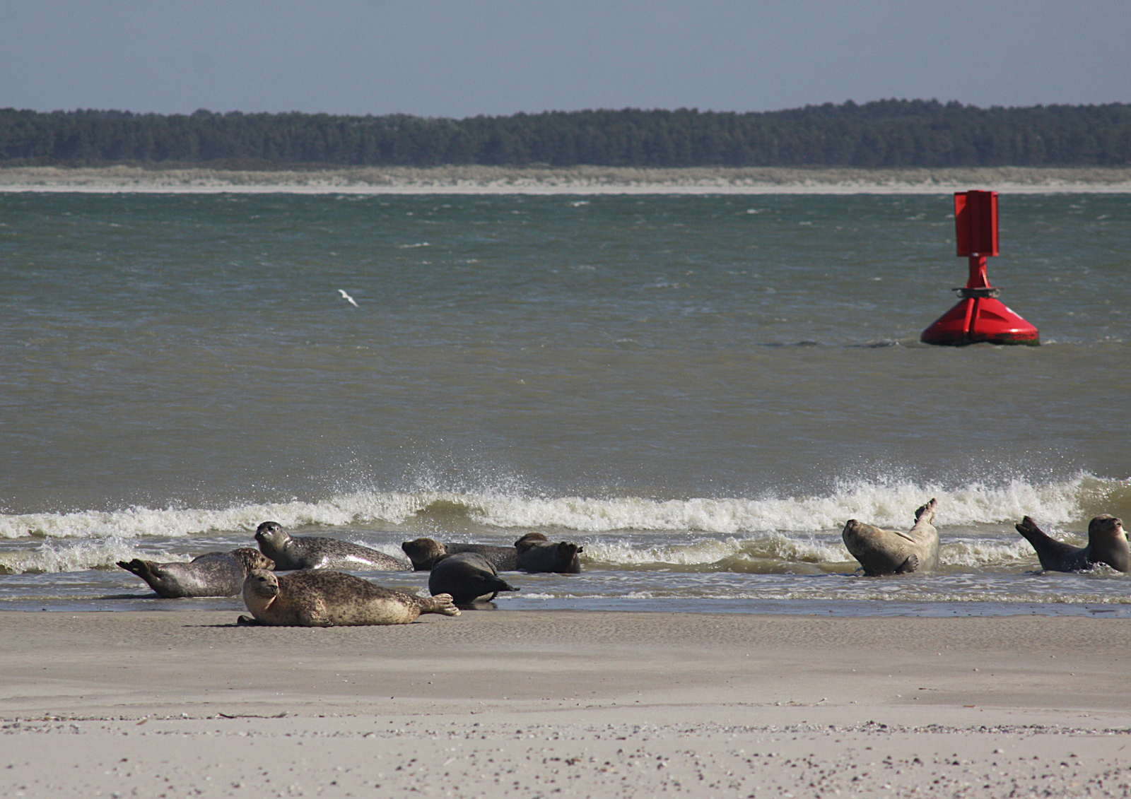 BAIE DE SOMME PHOQUES